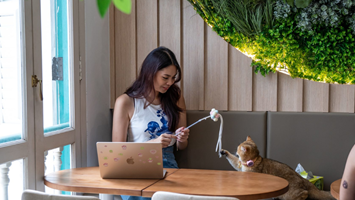 Meownistry of Meow - Small